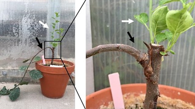 Experimentation on tree for better fruit production.
