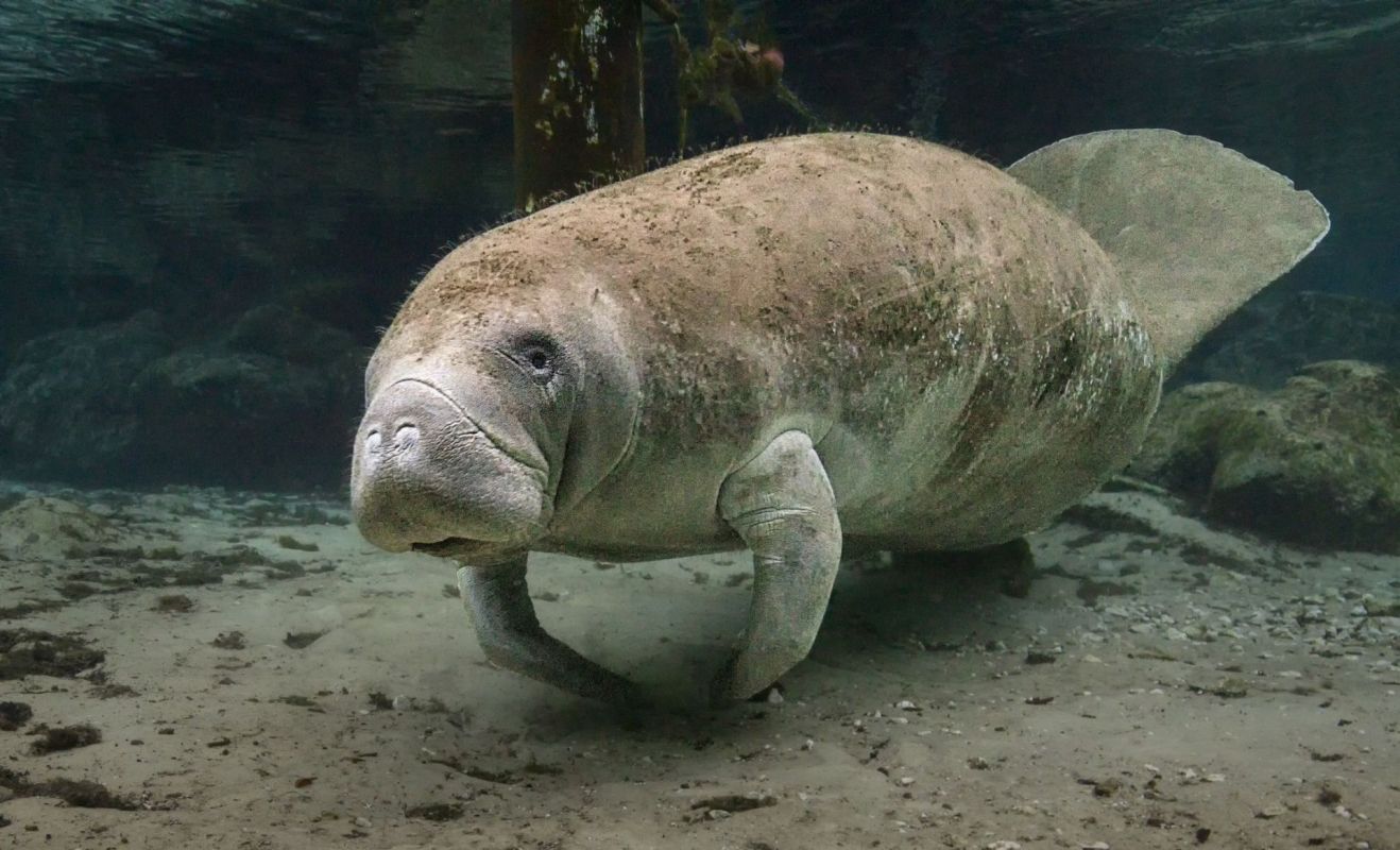 A manatee swimming in clear, shallow water.