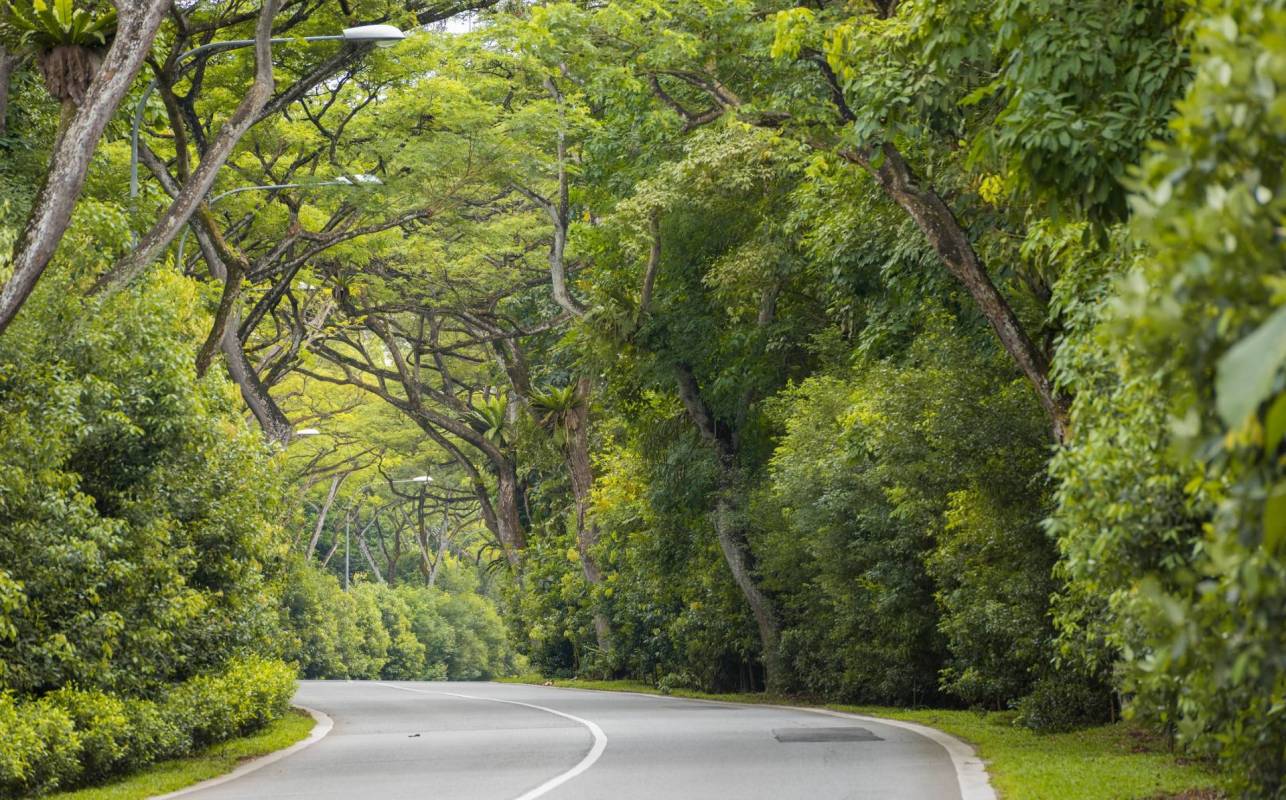 A sambar deer in Singapore, known by the nickname White Dot, has welcomed a newborn fawn in a promising moment for the species' survival on the island.