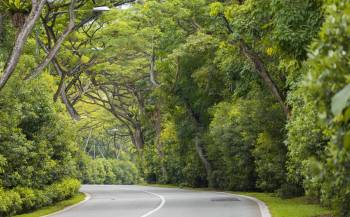 A sambar deer in Singapore, known by the nickname White Dot, has welcomed a newborn fawn in a promising moment for the species' survival on the island.