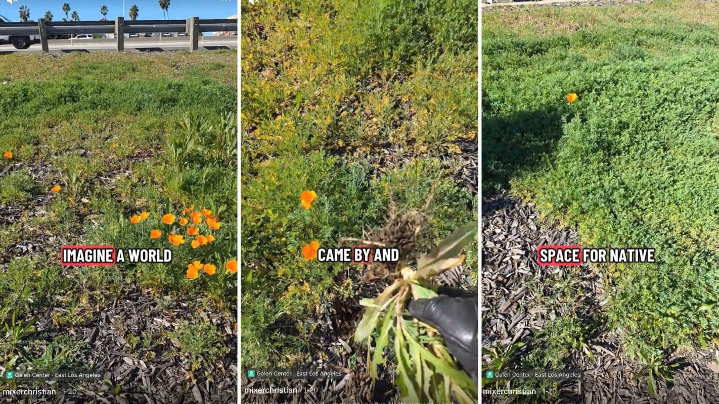 One TikToker shows how manual weeding, instead of using herbicides, can support healthy ecosystems alongside highways.
