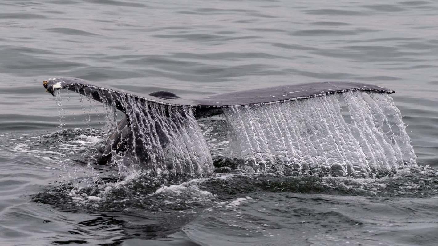 A rescue organization is urgently seeking volunteers willing to get their feet wet after observing an alarming uptick in marine life strandings on United Kingdom shores.