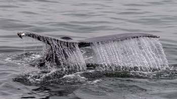 A rescue organization is urgently seeking volunteers willing to get their feet wet after observing an alarming uptick in marine life strandings on United Kingdom shores.