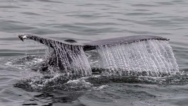 A rescue organization is urgently seeking volunteers willing to get their feet wet after observing an alarming uptick in marine life strandings on United Kingdom shores.