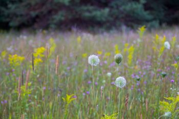 Michigan officials face a complex situation regarding an invasive species that has surprising benefits for the pollinators in their state.