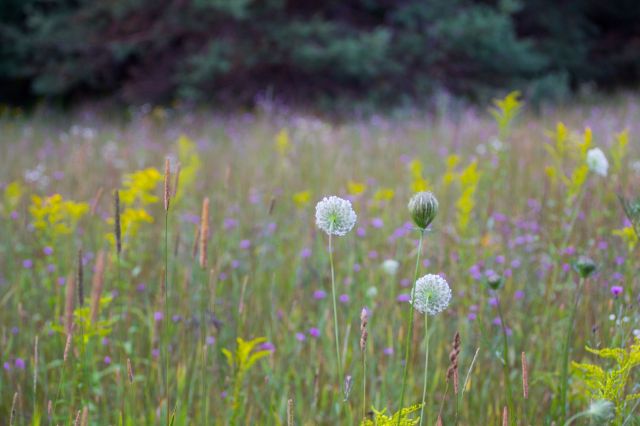 Michigan officials face a complex situation regarding an invasive species that has surprising benefits for the pollinators in their state.
