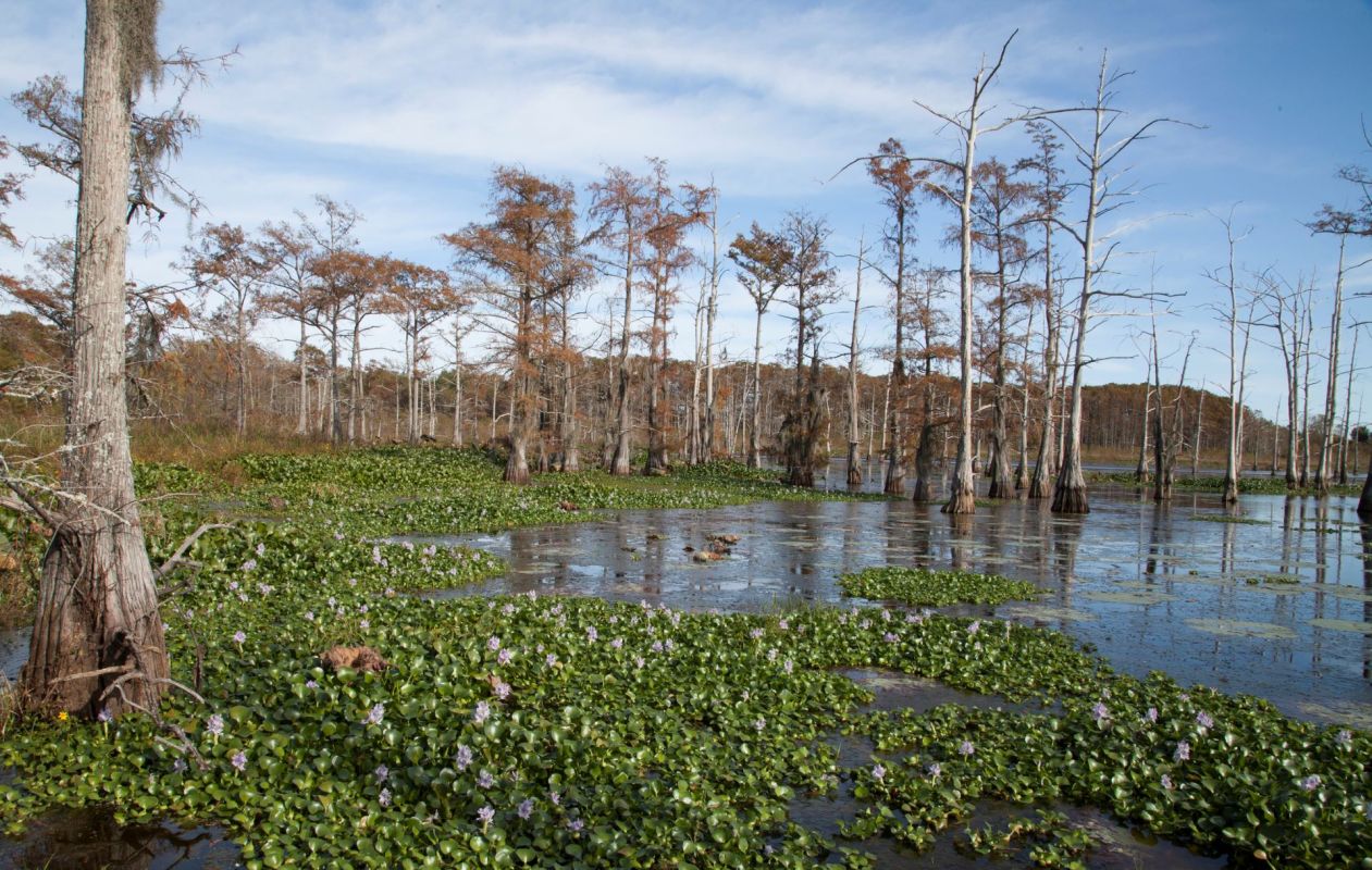 The wood stork, America's only native stork species, is officially off the federal endangered species list after decades of conservation work.