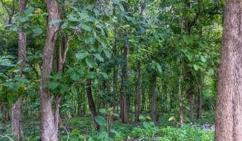 A Nigerian national park with lush foliage surrounding a clear area on the forest floor.