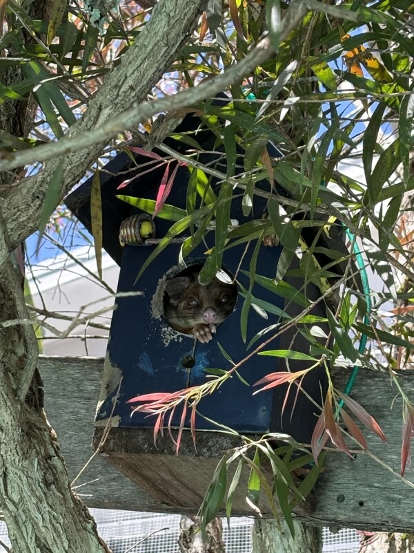 A homeowner in Australia was pleasantly surprised to see a curious critter making itself at home in their backyard.