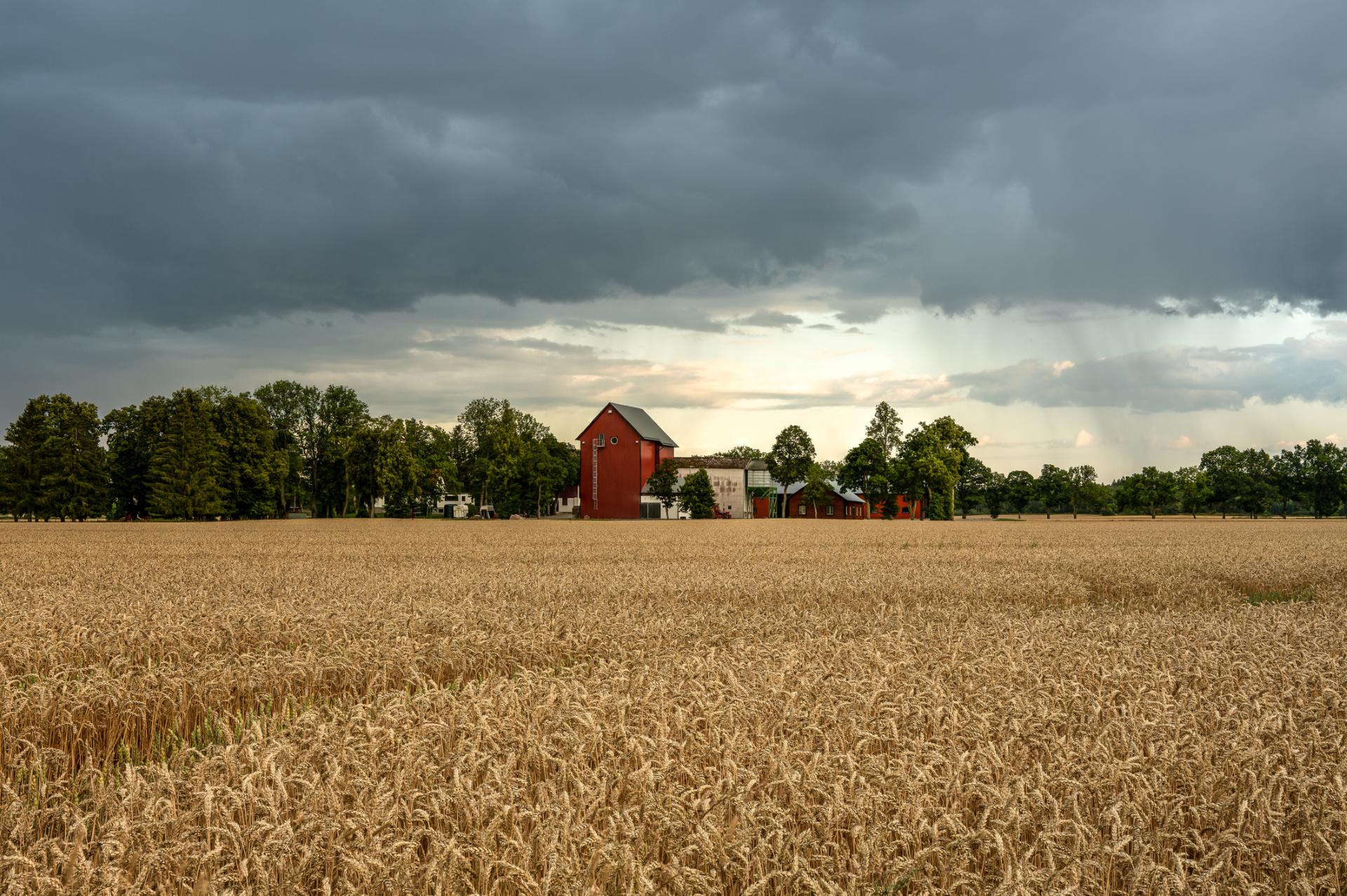 Фермеры предупреждают: холодная зима уничтожила почти 50% урожая клубники и голубики в Флориде