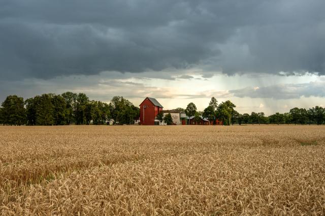 The blizzards that many Americans have been experiencing over the last two weeks have destroyed almost 50% of the blueberry and strawberry crops growing in North and Central Florida.