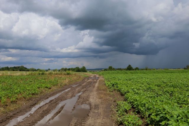 Japanese scientists have discovered an important finding on the influence of genetic markers on the surge of hybrid hogs in Japan.
