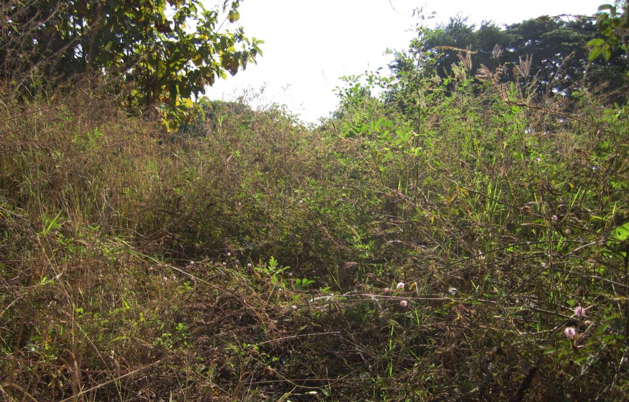 Before photo of invasive plant removal project.