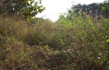 Before photo of invasive plant removal project.