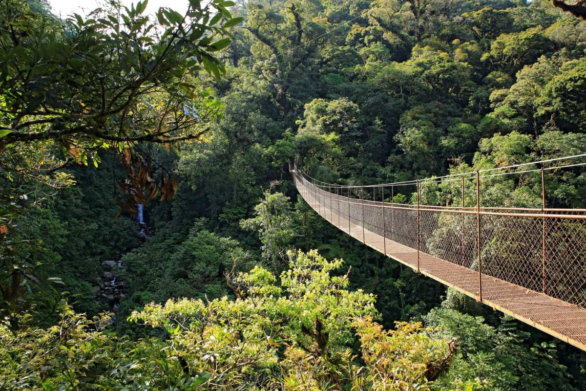 A suspension bridge over a Panama forest with a small waterfall in the distance.