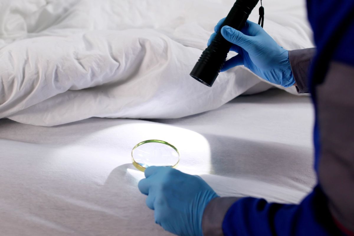 Bedbugs are starting to crop up in increasing numbers in Georgia.