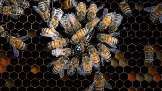 Honeybees surrounding a queen on honeycomb, showcasing their distinct orange and black stripes.