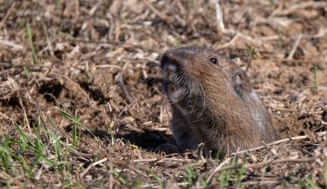 Scientists were tasked with determining how to restore ecological balance to the scorched landscape.