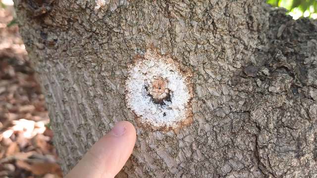 Researchers in Australia have conducted an in-depth study of the life cycle of a tiny but mighty species called the polyphagous shot hole borer, projecting where it may next appear.