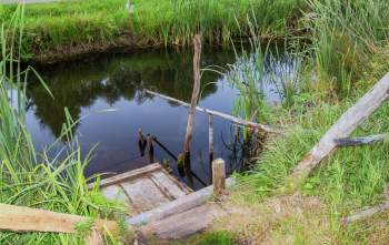 A tranquil pond surrounded by tall grass and wooden remnants jutting from the water's edge.