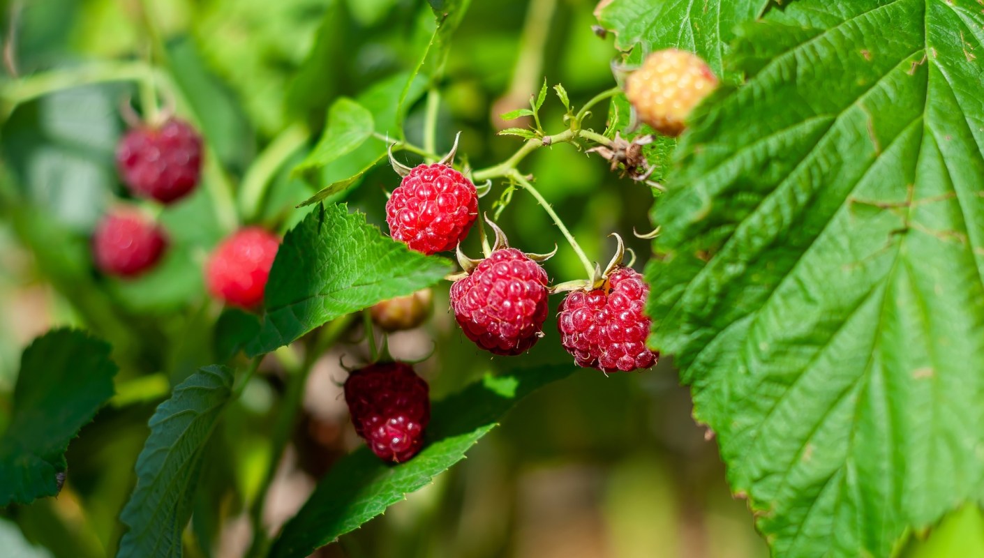 There’s nothing worse than going to take a bite of a vegetable or fruit from your garden only to find a pest has made your food its home.
