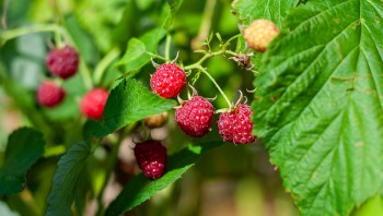 There's nothing worse than going to take a bite of a vegetable or fruit from your garden only to find a pest has made your food its home.