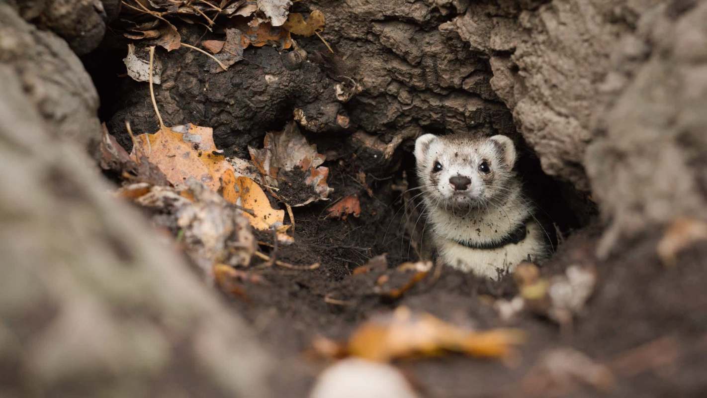 Rathlin Island is celebrating a major environmental victory after fully eradicating feral ferrets that were threatening native birds.