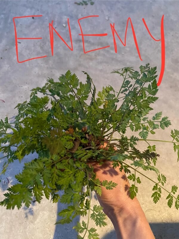 A wary gardener posted to the subreddit urgently cautioning gardeners to not underestimate the threat from hedge parsley. 