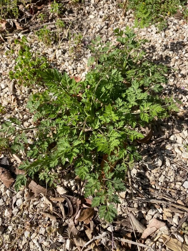 A wary gardener posted to the subreddit urgently cautioning gardeners to not underestimate the threat from hedge parsley. 