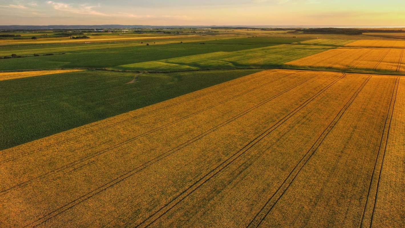 Aerial view of vast agricultural fields in varying shades of green and gold at sunset.