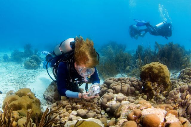 A new study on comb jellies shines a light on how the extensive efforts of researchers and citizen scientists can deliver fascinating images and insights.