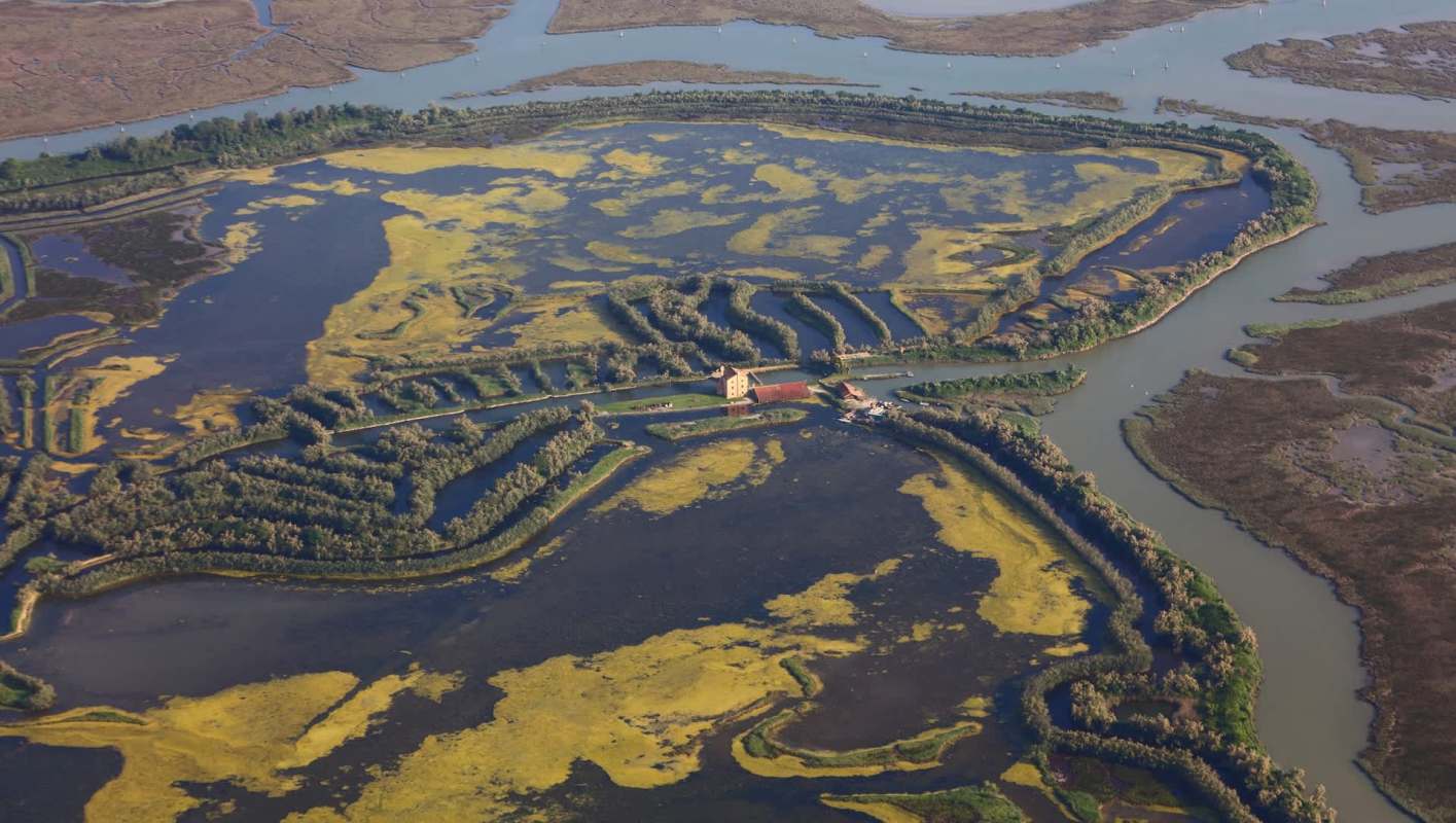 Researchers studying the Venetian lagoon found that sea lavender has a climate superpower that plays a vital role in the local ecosystem.