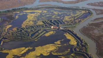 Researchers studying the Venetian lagoon found that sea lavender has a climate superpower that plays a vital role in the local ecosystem.