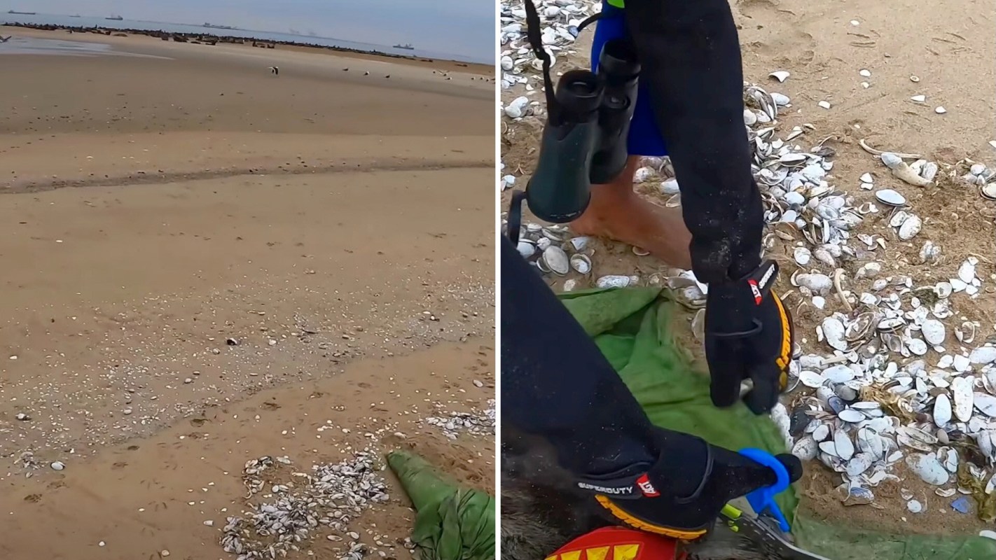 A sandy beach scene with shells scattered around and a person wearing gloves, holding equipment near a green bag.