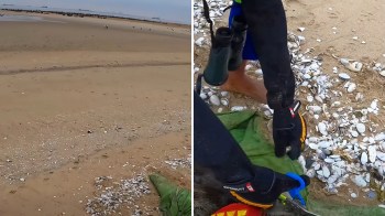 A sandy beach scene with shells scattered around and a person wearing gloves, holding equipment near a green bag.