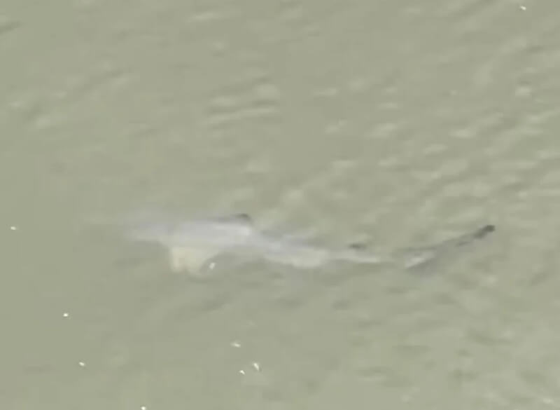 One Redditor shared an incident alert about a shark sighting to make sure people didn't take a dip in dangerous waters.