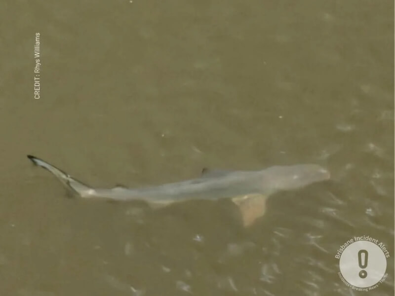 One Redditor shared an incident alert about a shark sighting to make sure people didn't take a dip in dangerous waters.