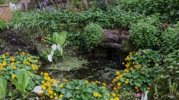 One homeowner transformed his boring yard into an ecologically valuable space by creating a vernal pool.