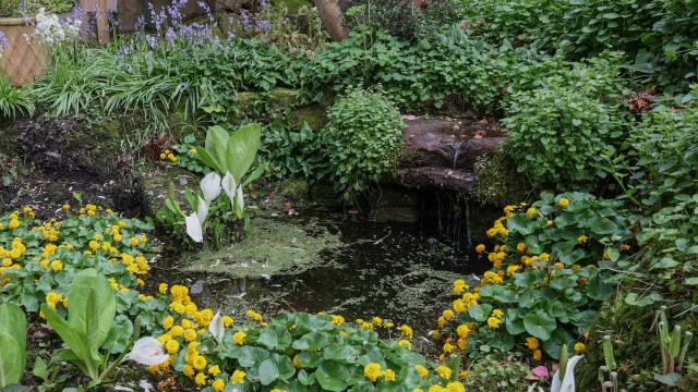 One homeowner transformed his boring yard into an ecologically valuable space by creating a vernal pool.