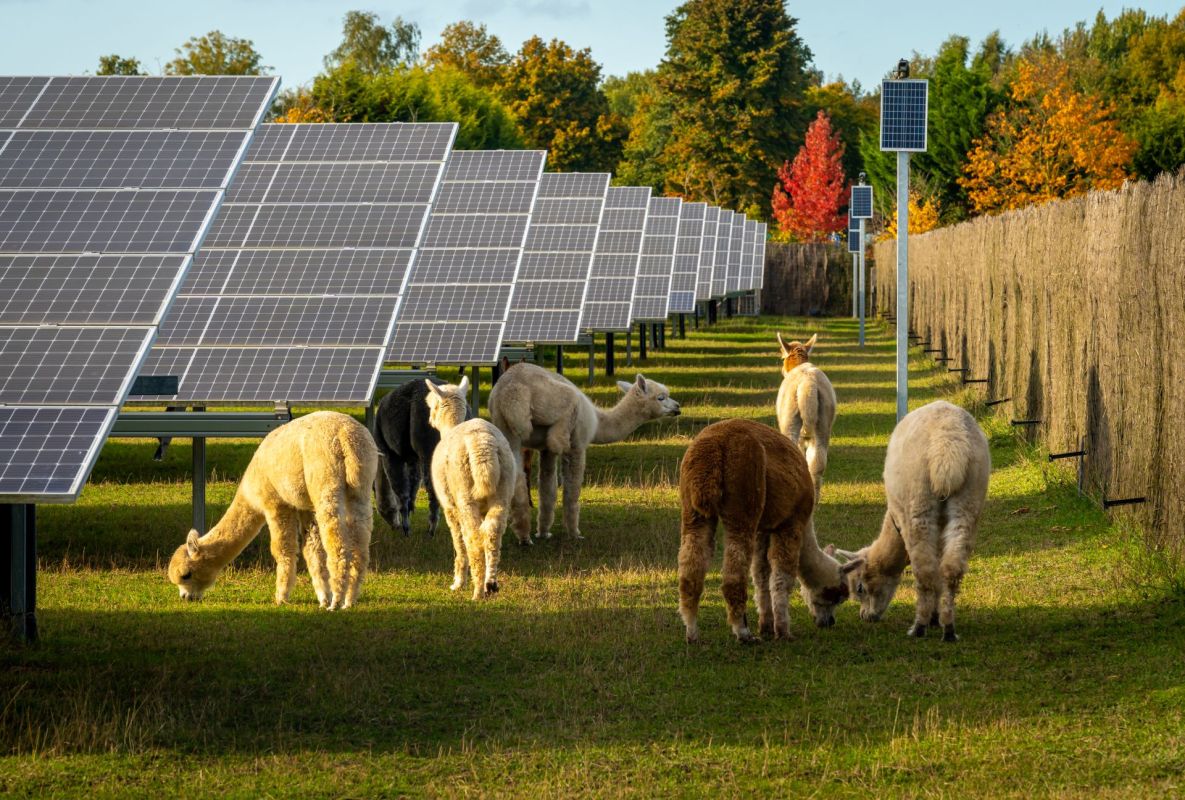 A farmland development company is turning farming land into 'The Farm of Tomorrow' in New York state with solar panels.