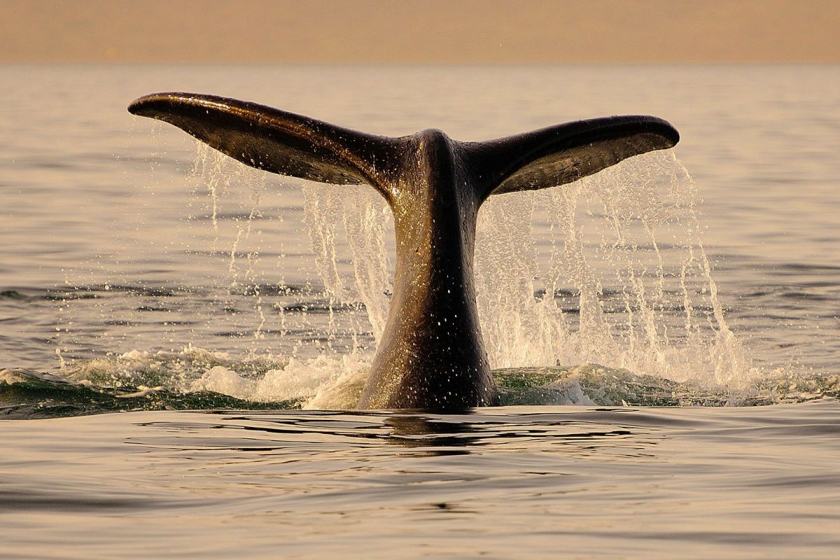 Research published by Scientific Reports indicated that warming Southern Ocean water is melting Antarctic ice and causing staple whale prey such as krill and other creatures to relocate.