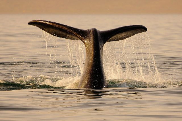 Research published by Scientific Reports indicated that warming Southern Ocean water is melting Antarctic ice and causing staple whale prey such as krill and other creatures to relocate.