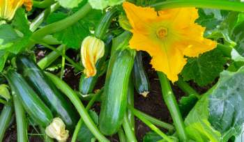 Unfortunately that was definitely going to be the case for one neighbor who posted in the r/Gardening subreddit asking for help after spotting eggs in a zucchini plant.