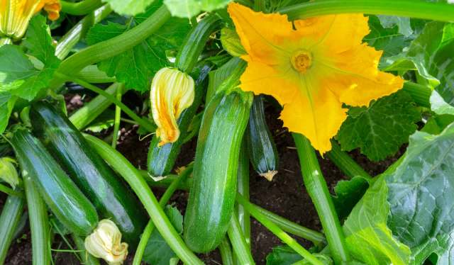 Unfortunately that was definitely going to be the case for one neighbor who posted in the r/Gardening subreddit asking for help after spotting eggs in a zucchini plant.