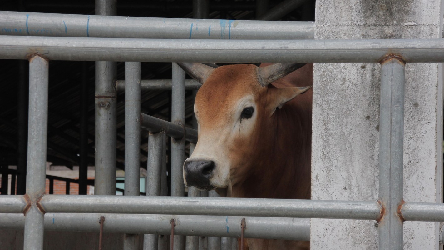 Residents in Quincy, California, are on high alert after a dramatic predator encounter was captured on a live camera feed.