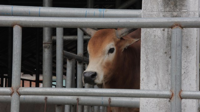 Residents in Quincy, California, are on high alert after a dramatic predator encounter was captured on a live camera feed.