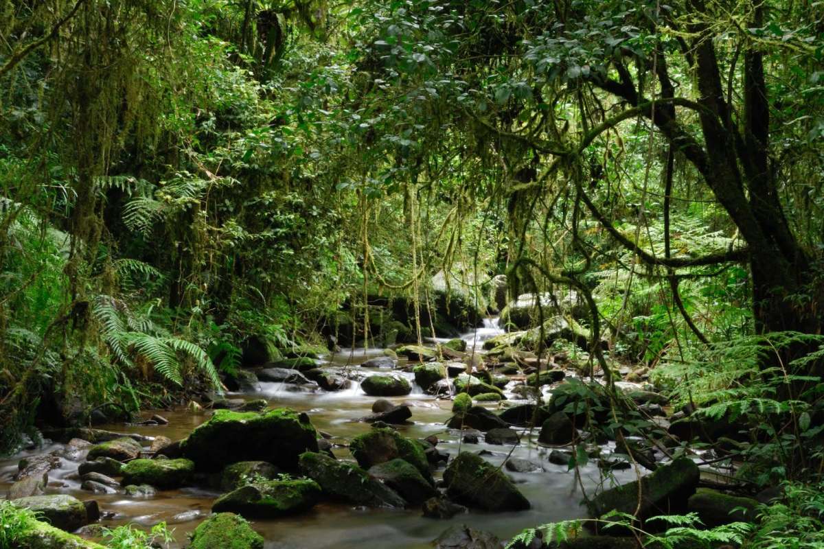 A serene forest scene in Madagascar with a flowing stream surrounded by lush greenery and moss-covered rocks.