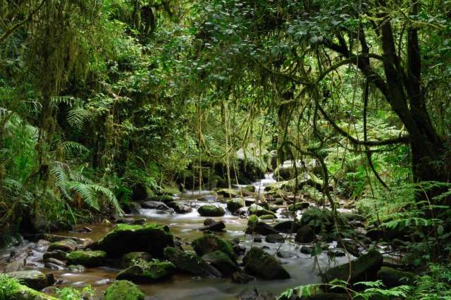 A serene forest scene in Madagascar with a flowing stream surrounded by lush greenery and moss-covered rocks.