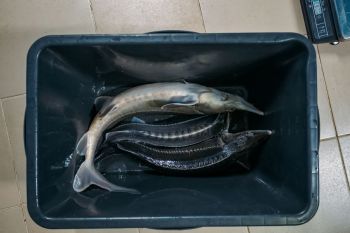 Officials in Iowa were taken aback after a surprising and unlikely find in the Des Moines River: pallid sturgeon.
