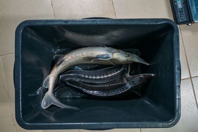 Officials in Iowa were taken aback after a surprising and unlikely find in the Des Moines River: pallid sturgeon.